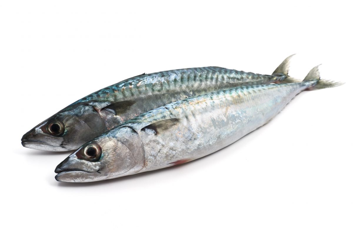 Sardine